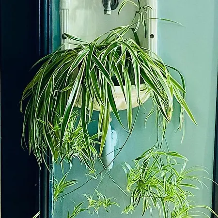 La Musarde Blonville-sur-Mer