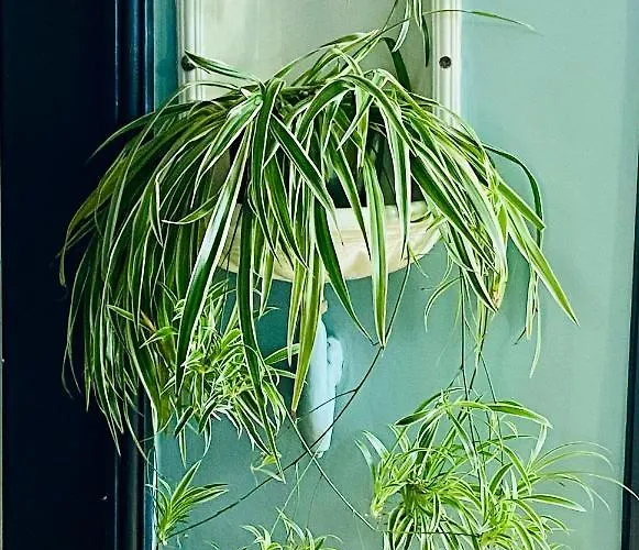 La Musarde Blonville-sur-Mer